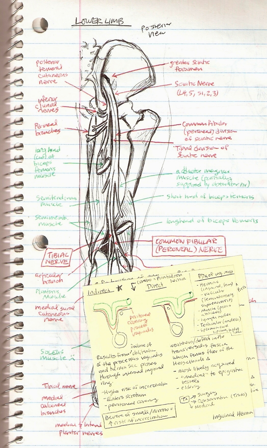 Michiko Maruyama Orthopedic Rotation Sketches Leg Nerves plus Inguinal Hernia Sticky Note Diagram