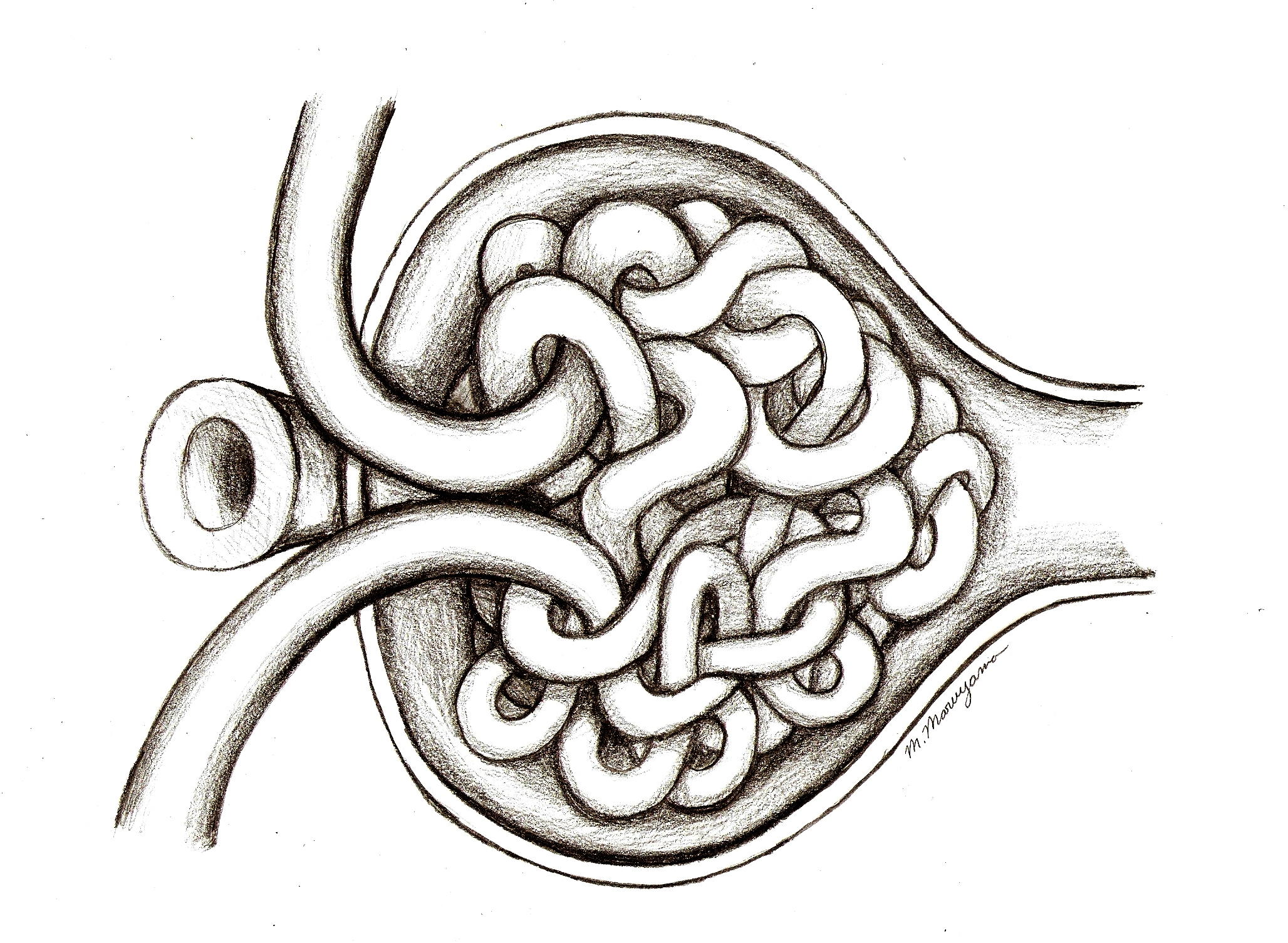 glomerulus corpuscle open michiko maruyama