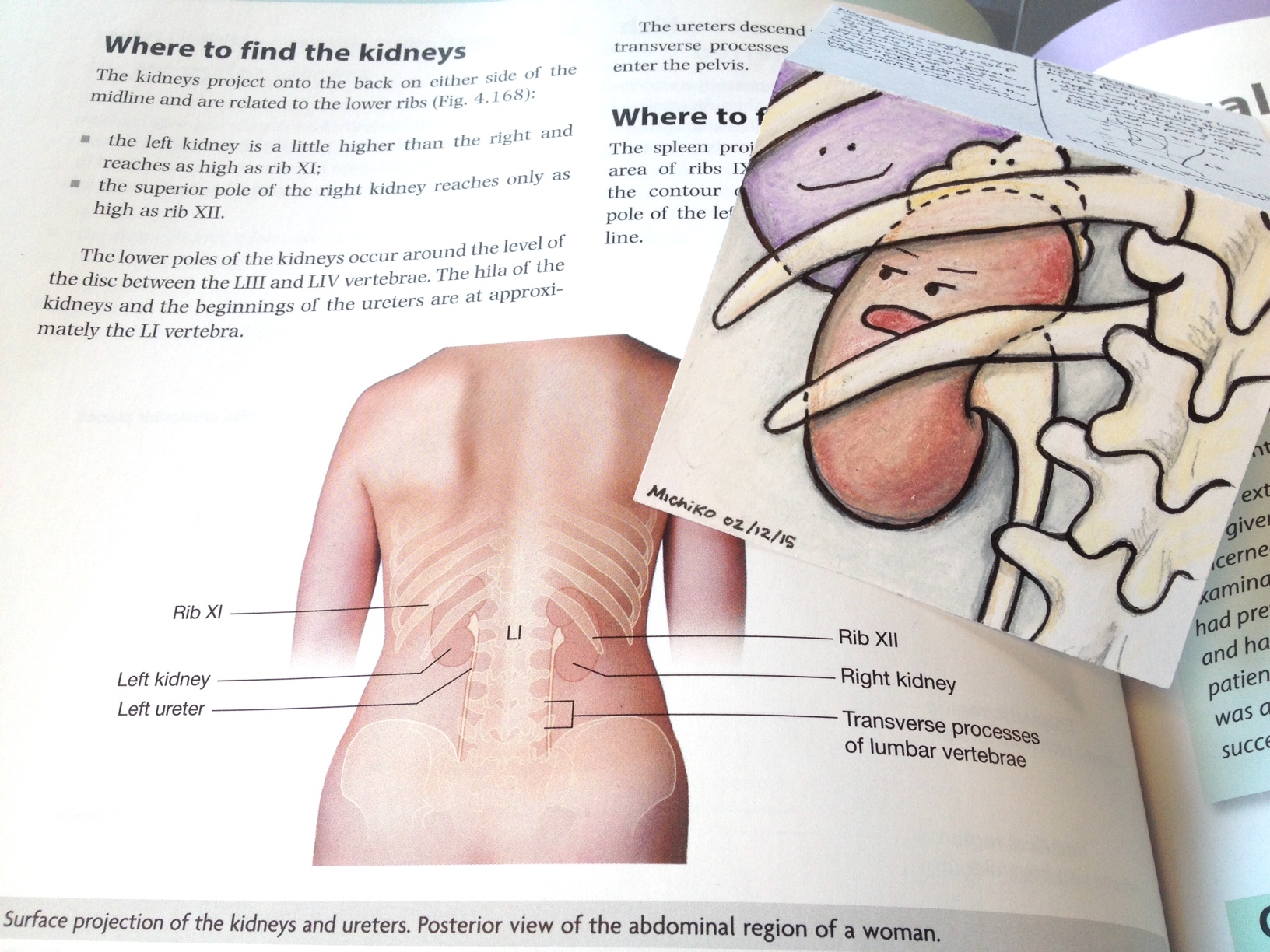 Surface Anatomy of Kidney Michiko Maruyama